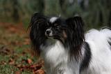 EPAGNEUL PAPILLON 076